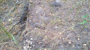 Поблизу Святогірська знайшли мінометну міну часів ІІ Світової війни