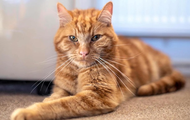 Кот прошел 64 км, чтобы вернуться домой