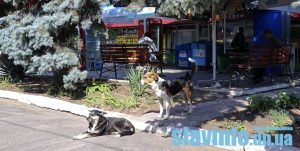 У Слов’янську  буде виділено волонтерам на стерилізацію тварин 100 тис. гривень із міського бюджету