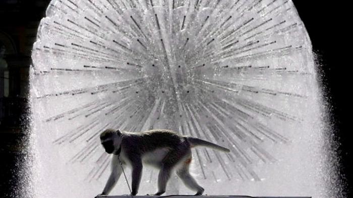 В Киеве хотят запретить платные фото и видео с животными на улице