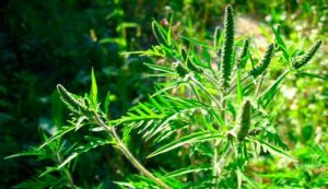 В Славянске рассказали о борьбе с амброзией