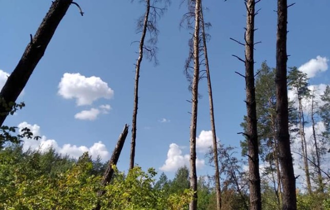 У Святогірську гинуть сосни, – лісопатологічні обстеження