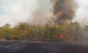 В результаті пожежі вогнем було знищено 140 Га стерні та пошкоджено дерева лісосмуги на площі 2 Га