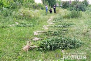 За три місяці співробіники Національної поліції України виявили та знищили понад 2,5 мільйони нарковмісних рослин (+ВІДЕО)
