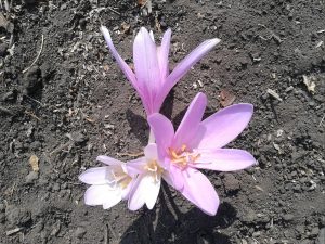 В Славянске словно вновь повеяло весной. Фотофакт