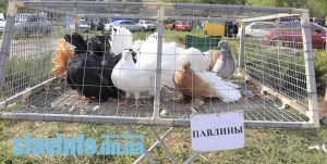 В Славянск привезли декоративных, экзотических и певчих птиц. Фото с выставки- ярмарки в парке «Шелковичный»