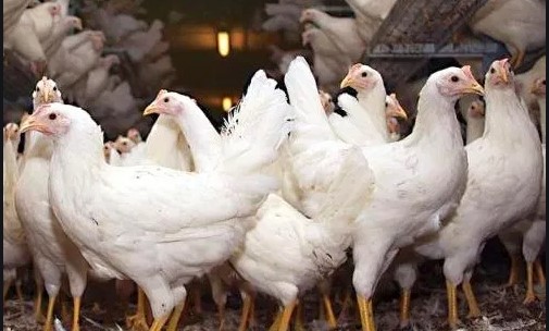 Вырастить курицу без антибиотиков в Украине могут единицы – эксперт