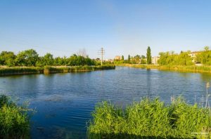 На озері Шовковичному – невеликий замор риби