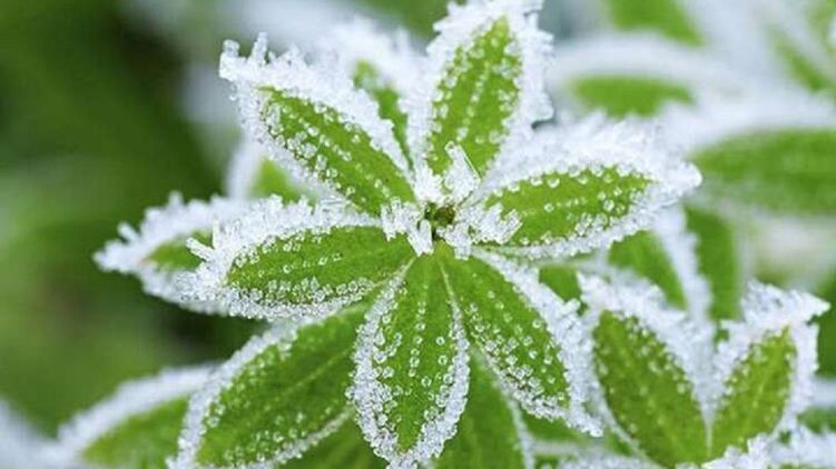 В Украину идут заморозки. Синоптик рассказала, когда ждать похолодания