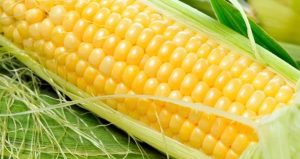 В Украине планируют перейти на выращивание ГМ-кукурузы