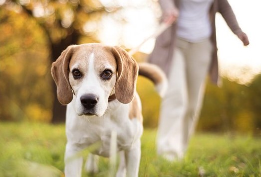 Украинцев будут штрафовать за неубранные экскременты домашних животных