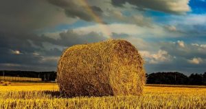 Что нельзя делать на Агафона Огуменника: приметы и праздники 4 сентября