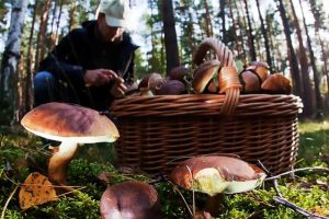 В Донецкой области отравилось грибами 8 человек: как не пострадать