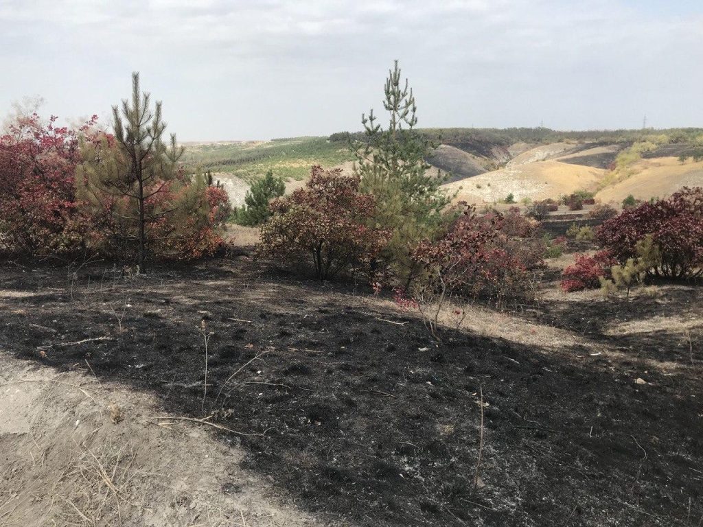 Неисчислимые убытки, черный лес и сгоревшие животные: в ландшафтном парке «Краматорский» произошла экологическая катастрофа