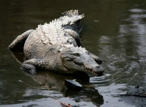 Південноафриканці хочуть постачати в Україну м’ясо крокодилів