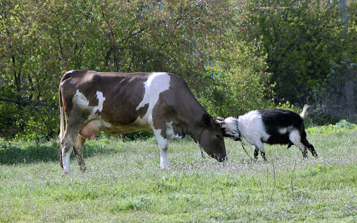 В Украине вымирает поголовье коров, свиней и коз