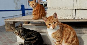 Слов’янська міська рада нагадує про гуманне поводження з вуличними котами