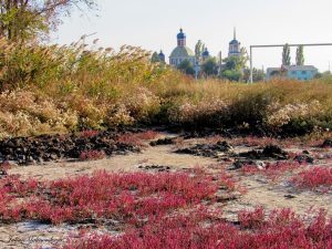 Фантастическое растение – солерос. Фото со Славянского курорта