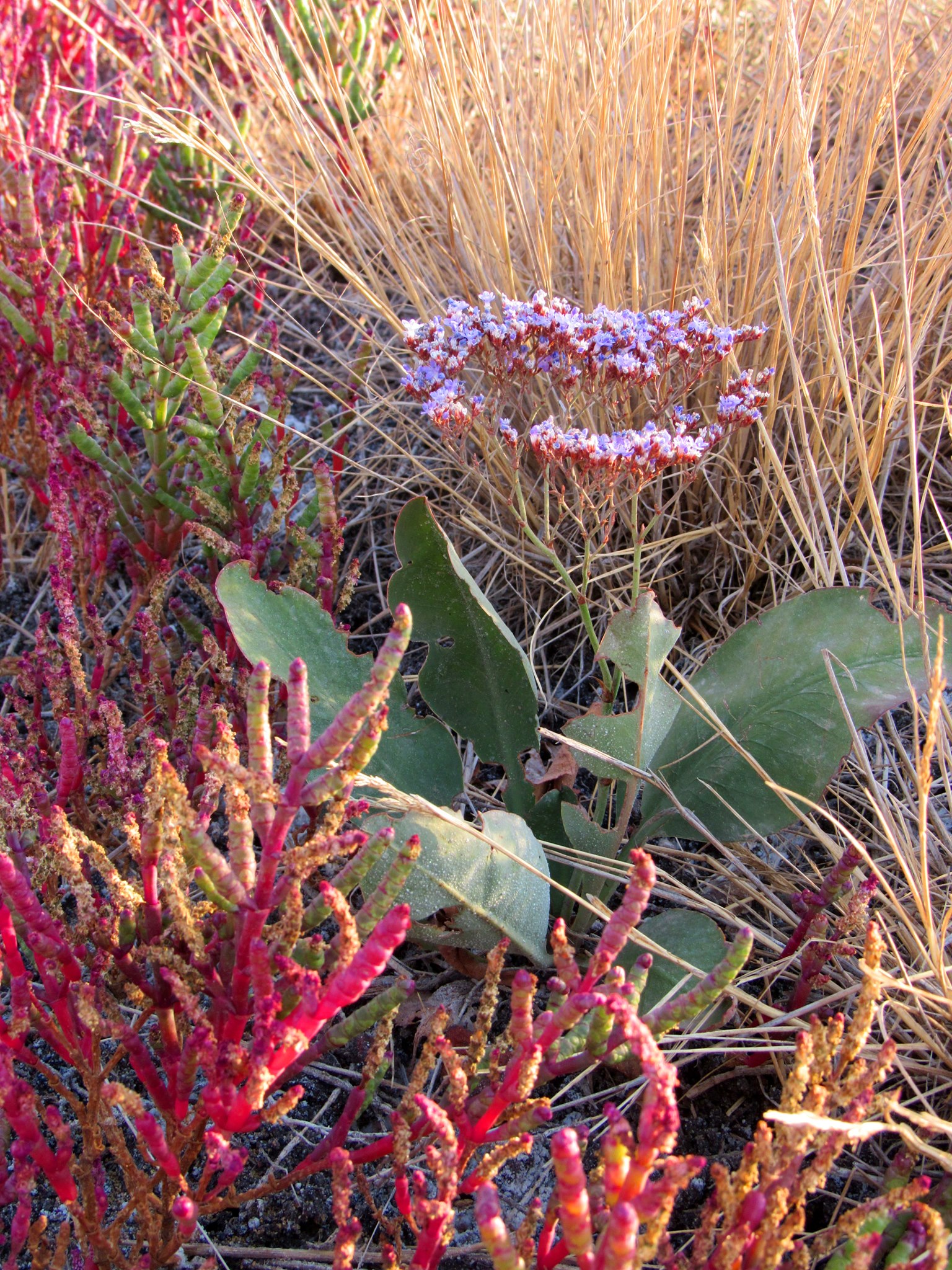 120877490 2999280980295394 3052631408436407425 o