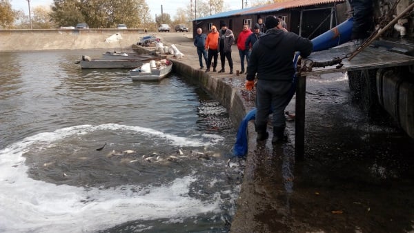 У водойми – охолоджувачі Слов’янської ТЕС випустили понад  175 тис. екз. риб
