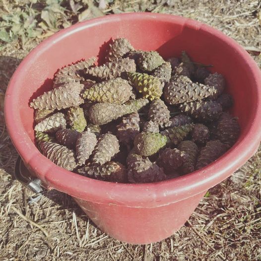 Розпочався сезон збору шишок, – Лиманський лісгосп