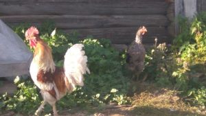Народные приметы на “куриный день”, 8 октября