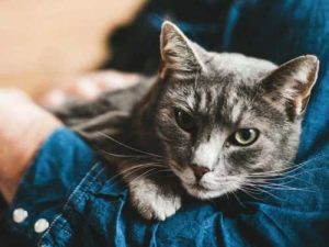 Почему кошки спят на человеке? 6 причин
