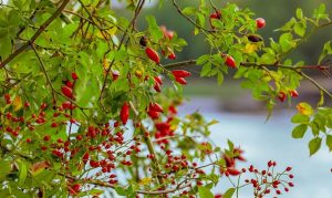 Что нельзя делать на Арины Шиповницы: приметы и праздники 1 октября
