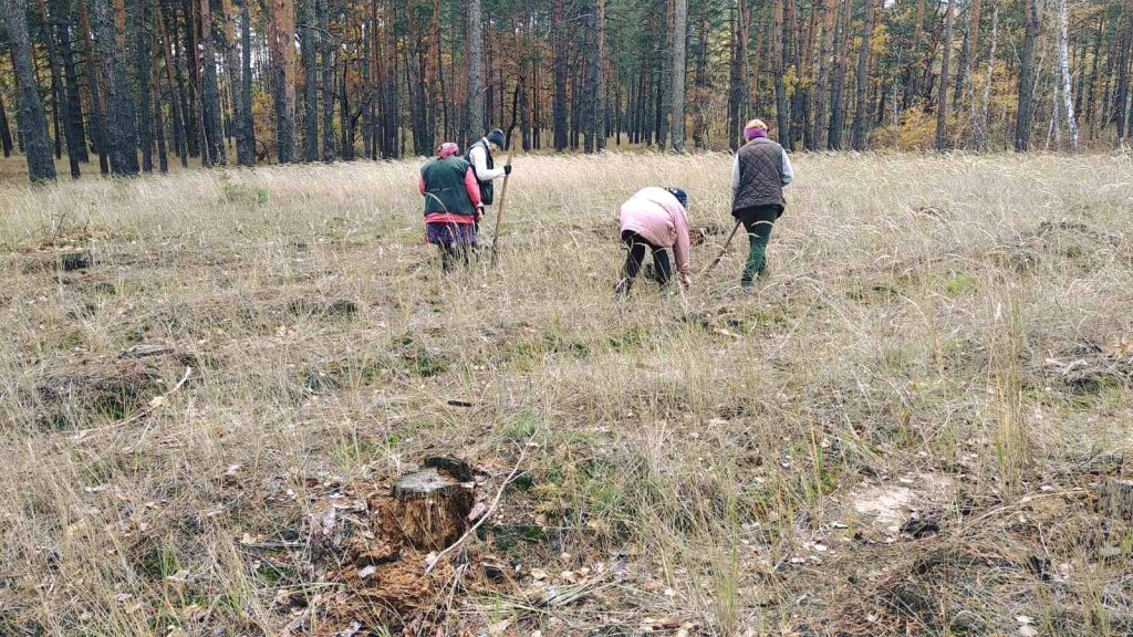 Лиманський лісгосп завершев осінні лісокультурні роботи