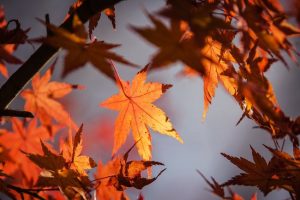 16 ноября: какой праздник, приметы, суеверия, что нельзя делать