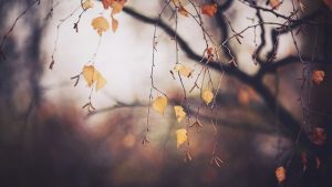 Приметы на 8 ноября — День Дмитрия