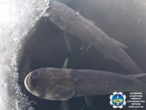 Держрибагентство закликає громадян повідомляти про факти задухи водних біоресурсів