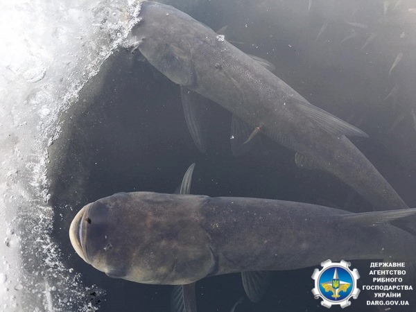 Держрибагентство закликає громадян повідомляти про факти задухи водних біоресурсів