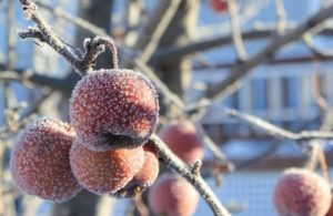Праздник 8 декабря: что сегодня нельзя делать, все приметы