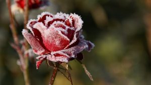 1 декабря: праздник, приметы, что нельзя делать