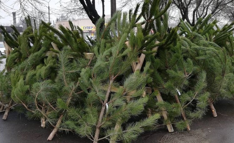 Гарантий нет. Украинцам могут попасться радиоактивные елки