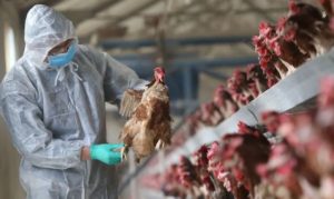 ЕС запретил курятину из Украины из-за вспышки птичьего гриппа: названа причина болезни