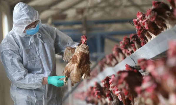 ЕС запретил курятину из Украины из-за вспышки птичьего гриппа: названа причина болезни