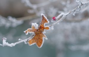 Приметы на 20 декабря: что запрещено делать