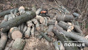 В Маяцкому лісництві поліцейські задокументували незаконну порубку лісу