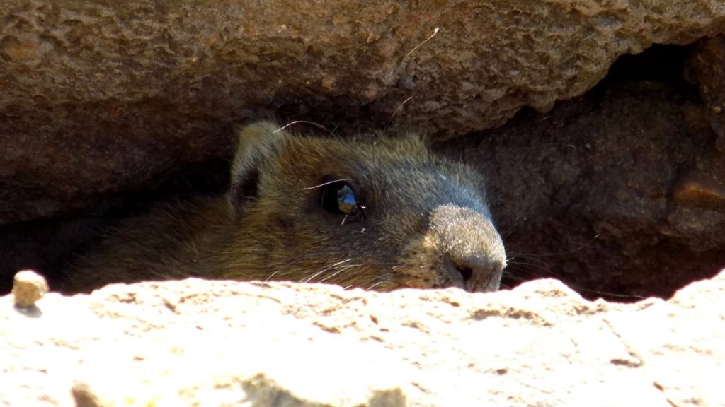 На сході в 2014-му ввели заборону на полювання на тварин. І тепер тут можна побачити навіть байбаків