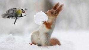 Синоптики предупредили про снегопады и похолодание. В Украину идет настоящая зима