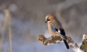 Приметы и праздники 31 января: что нельзя делать в этот день