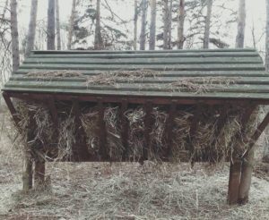 Лісівники Лиману підгодовують диких тварин