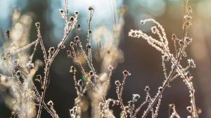 Морозы будут еще сильнее: где в Украине температура снизится до -28