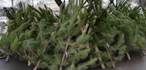 Ущерб на сотни тысяч: Госэкоинспекция отчиталась по рейдам на елочные базары