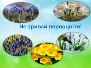 Екологи Донецької області нагадують про штрафи за знищення первоцвітів