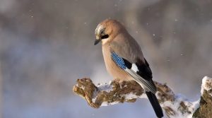 Приметы и праздники 4 февраля: что нельзя делать в этот день