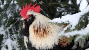 Приметы и праздники 18 февраля: что нельзя делать в этот день