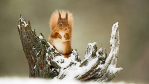 1 февраля – приметы и обряды в Макарьев день